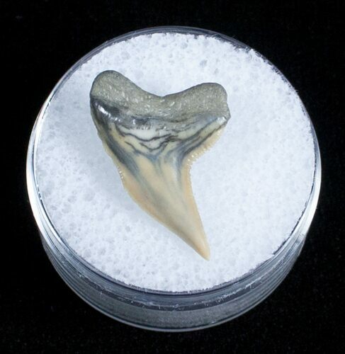 Fossil Tiger Shark Tooth - Lee Creek Mine #3730